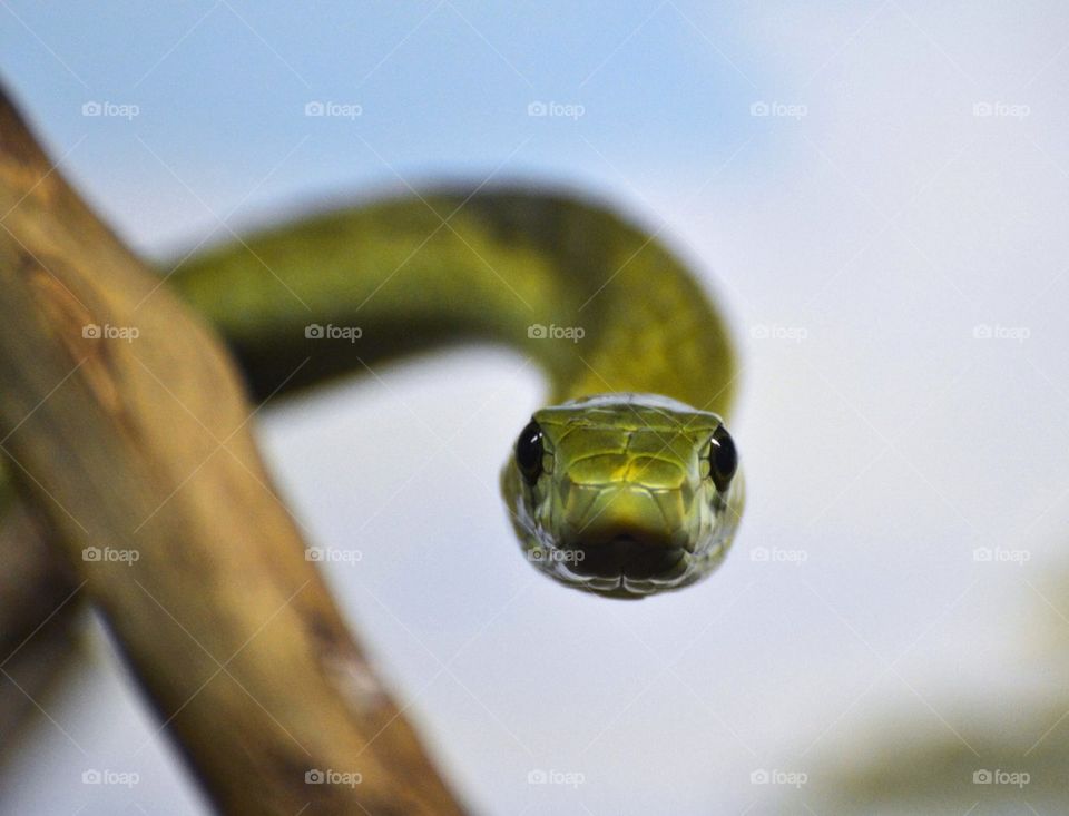 Green Mamba Snake