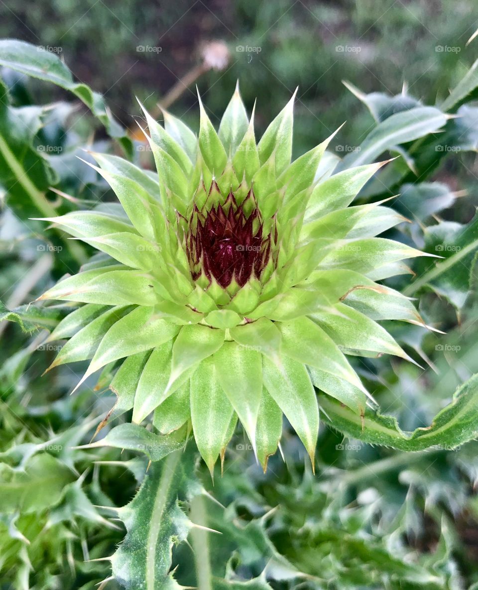 Thistle, purple, weed, flower, growing, wild, flowers, sticker, thorn 