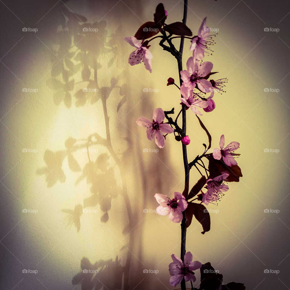 beautiful nature sunlight creating shadow of pink blossom tree branch on cream wall indoors.