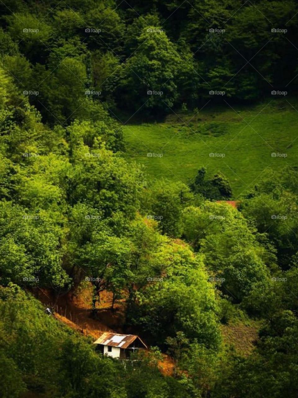 This beautiful forest has a magical and unique nature, you will find a beautiful little cottage surrounded with many trees and plants, life is dreamy and magical here.