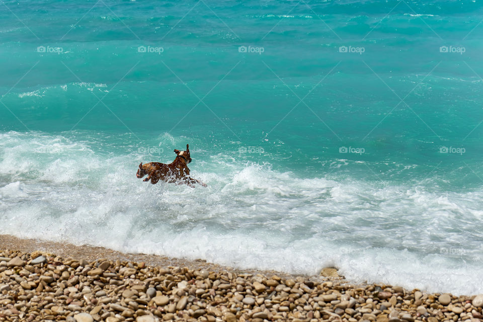 The dog bounding into the sea