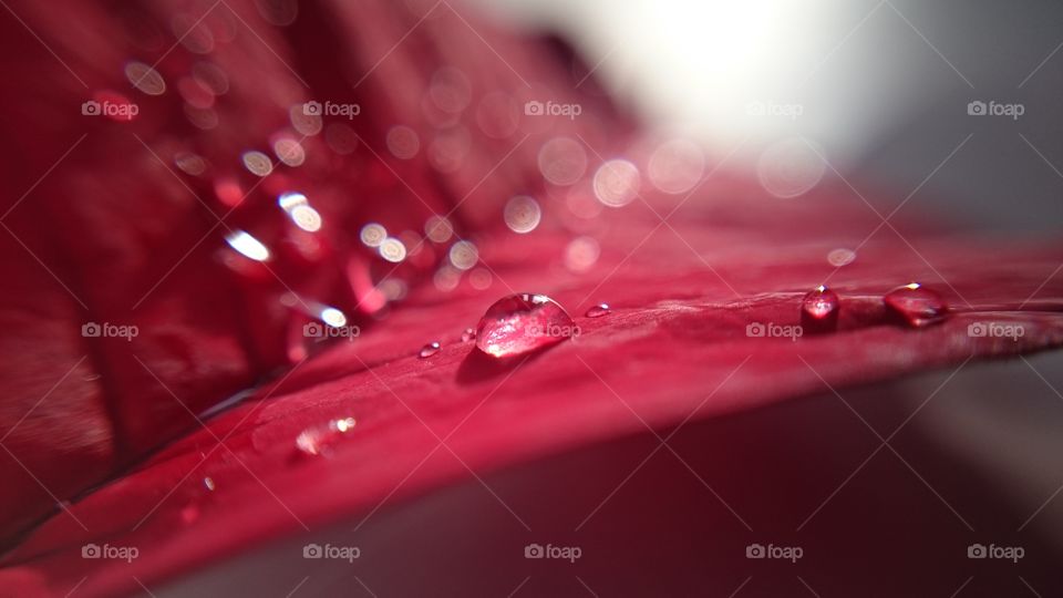 Water drops on red leaf