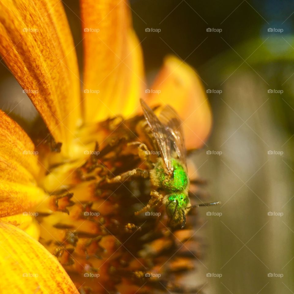 Bee looking for pollen 