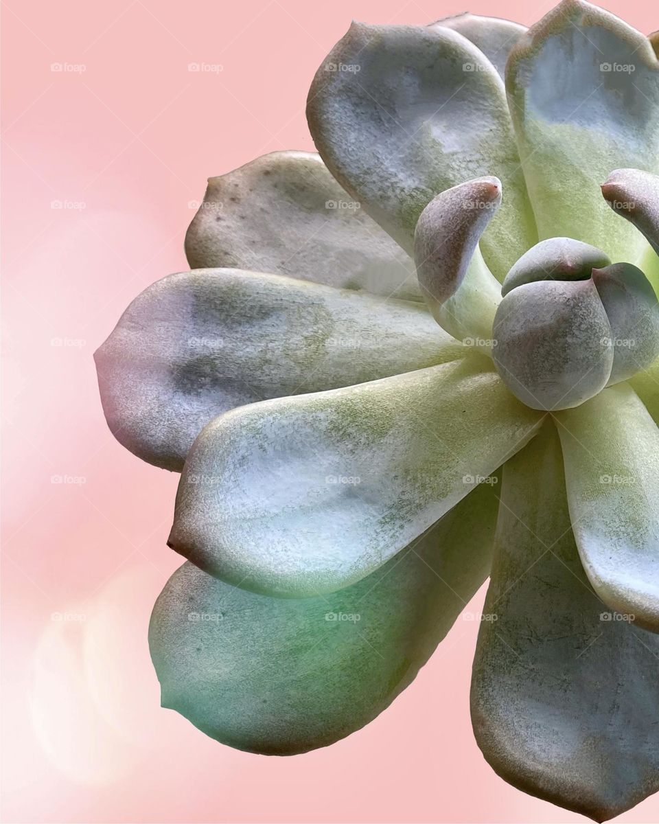 Backgrounds, copy space, beautiful succulent against pink background 