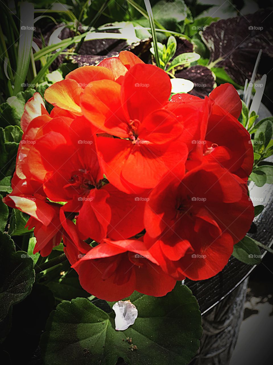 Red geraniums 