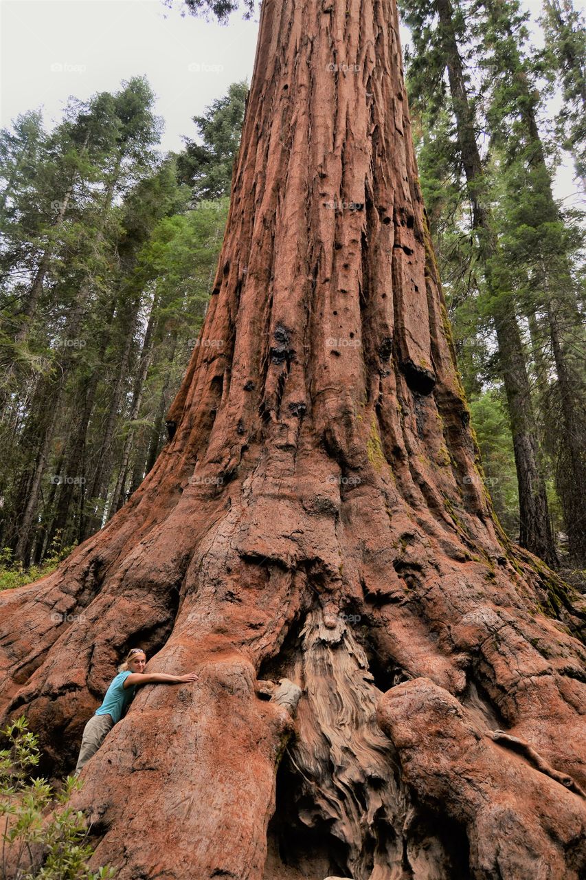 No Person, Wood, Tree, Outdoors, Nature