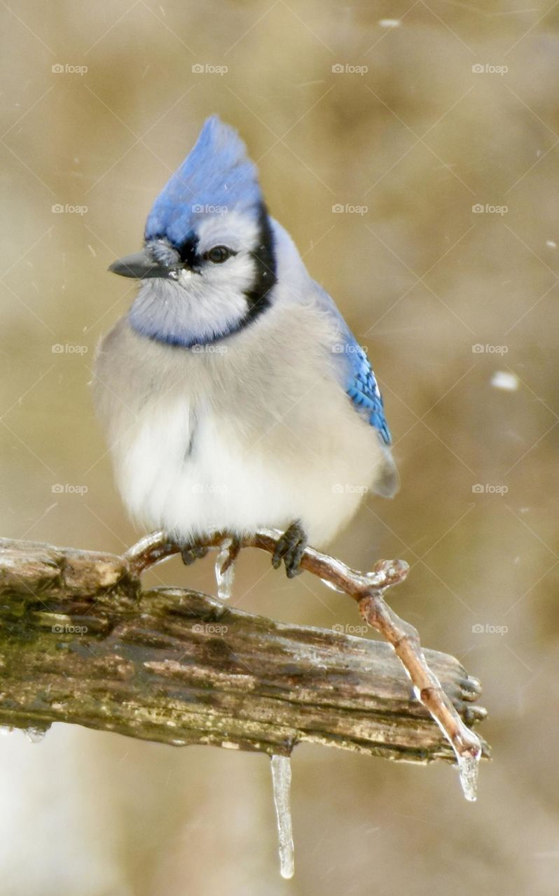 Blue jay in the winter 