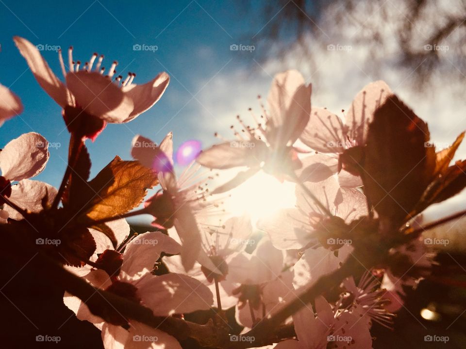 Spring flower blossoms with sun rise in the background. Playing with a sun flare.