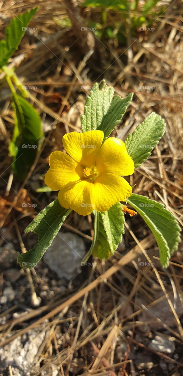 Beautiful yellow flower on the top of the mountain, beauty in the sunlight and the scarcity of water, it looks like a wallpaper