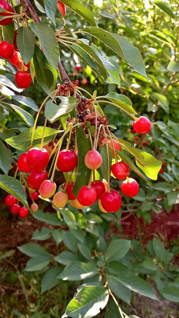 Cherries in the garden, red cherries with fruits
