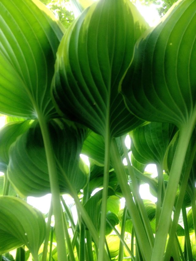 Plants