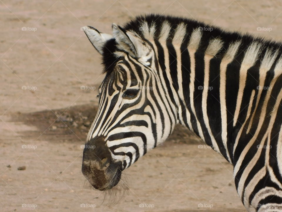 Zebra