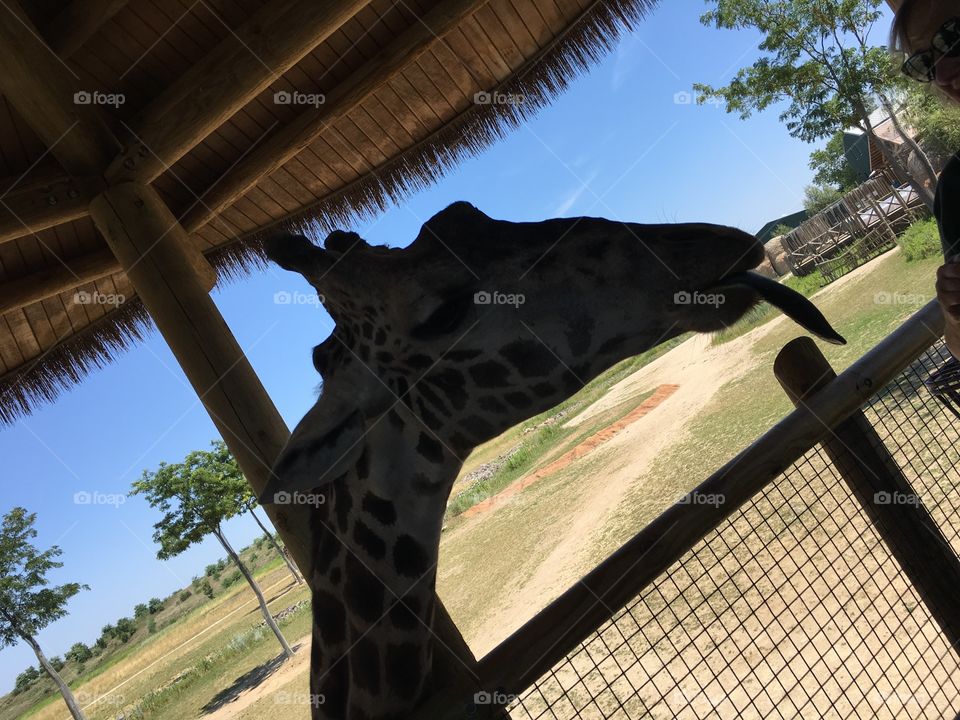 A candid shot from a summer trip to the local zoo. This giraffe is hungry and looking for lettuce! (Tongue’s out!)