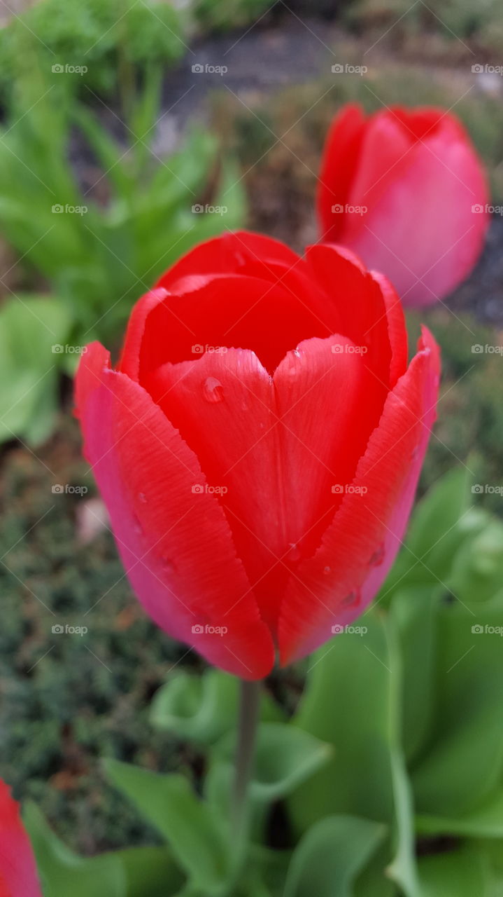 Red Tulip in bloom