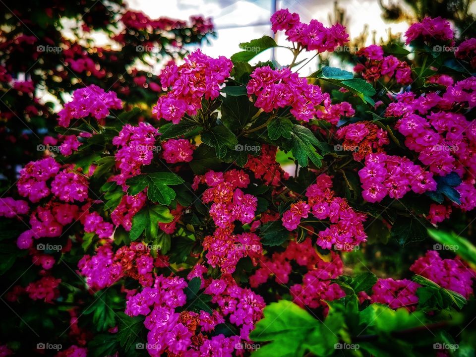 Color day outdoor nature greens wild street