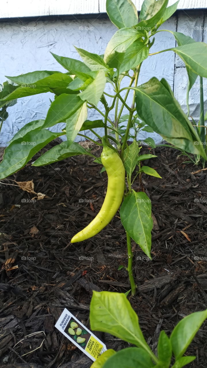 banana peppers