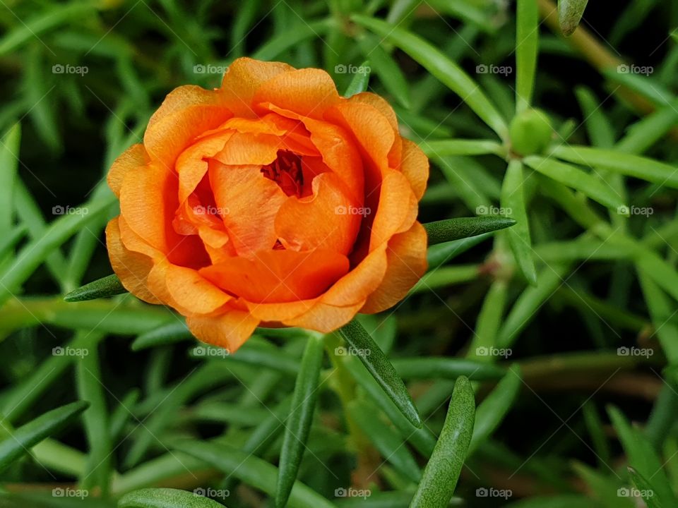 my beautiful Portulaca grandiflora