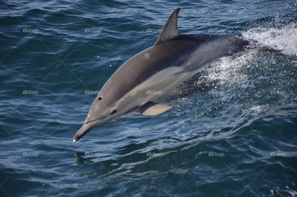 sea dolphin eden eden nsw by OzziKiwi