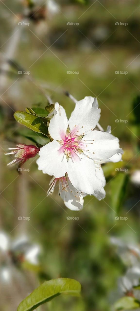 Prunus cerasifera