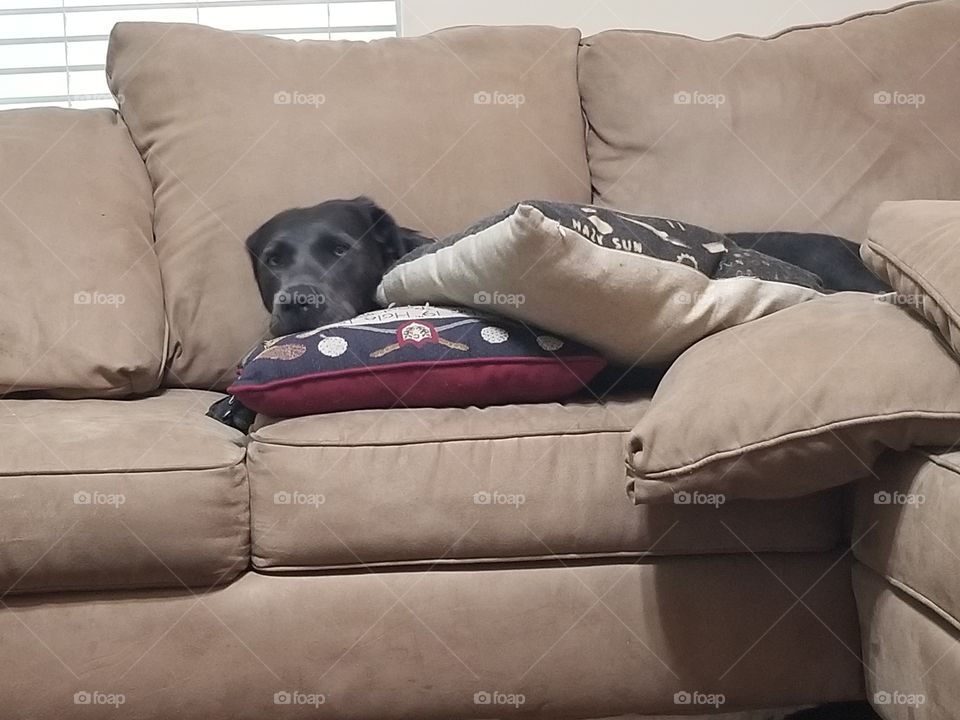 Serious look on face of Charcoal lab with pillows on couch.