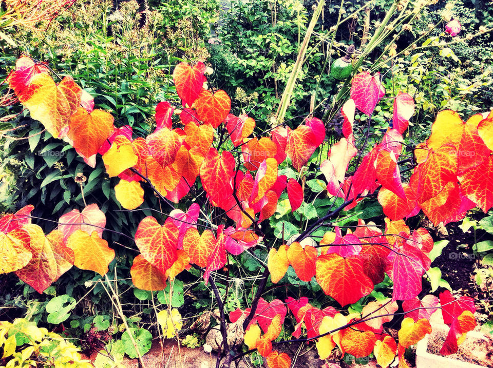 sweden garden yellow red by rebelf