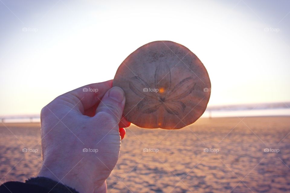 sand dollar