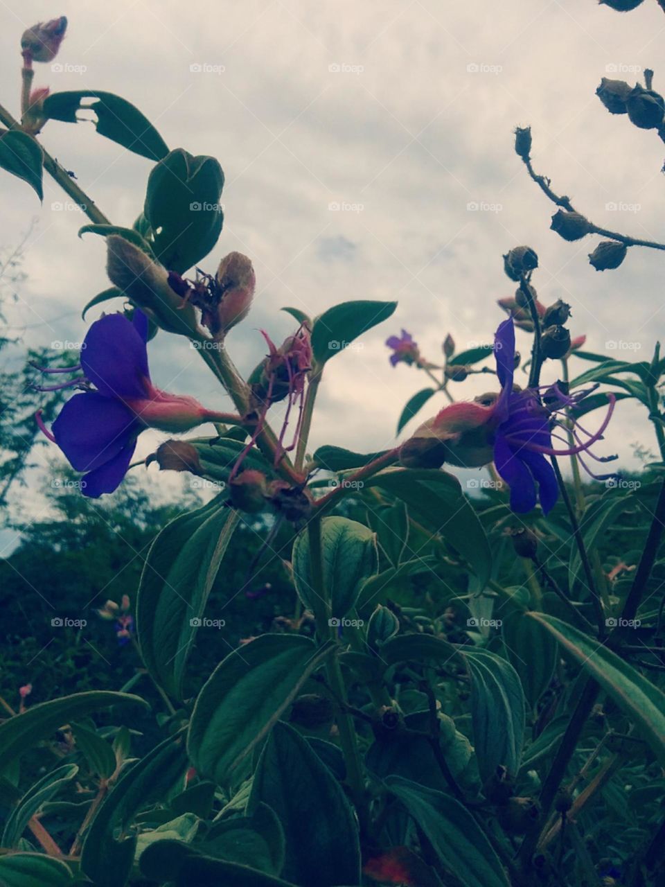 Flores roxas, comuns e não pouco belas.