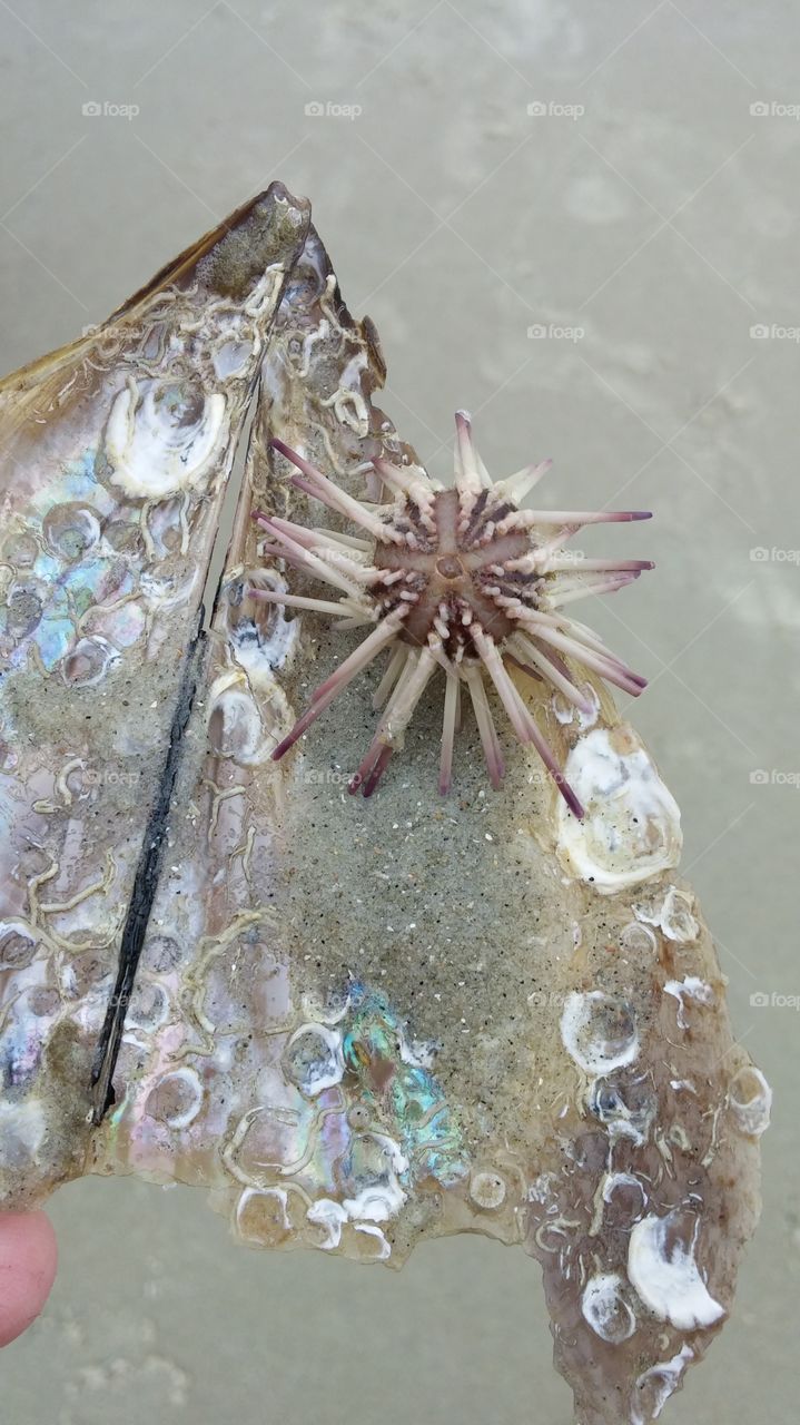 Sea urchin