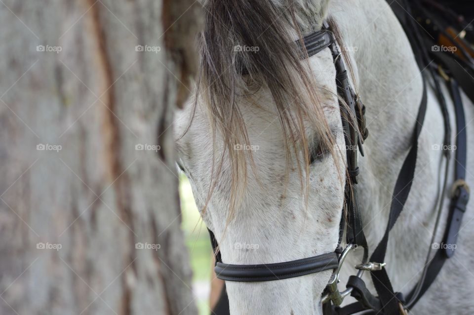 Majestic Horse 
