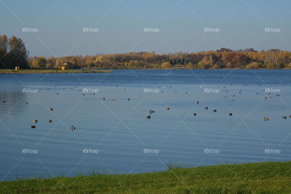 nature landscape lake and ducks swimming