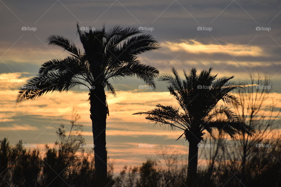 Scenic view of palms trees during sunset