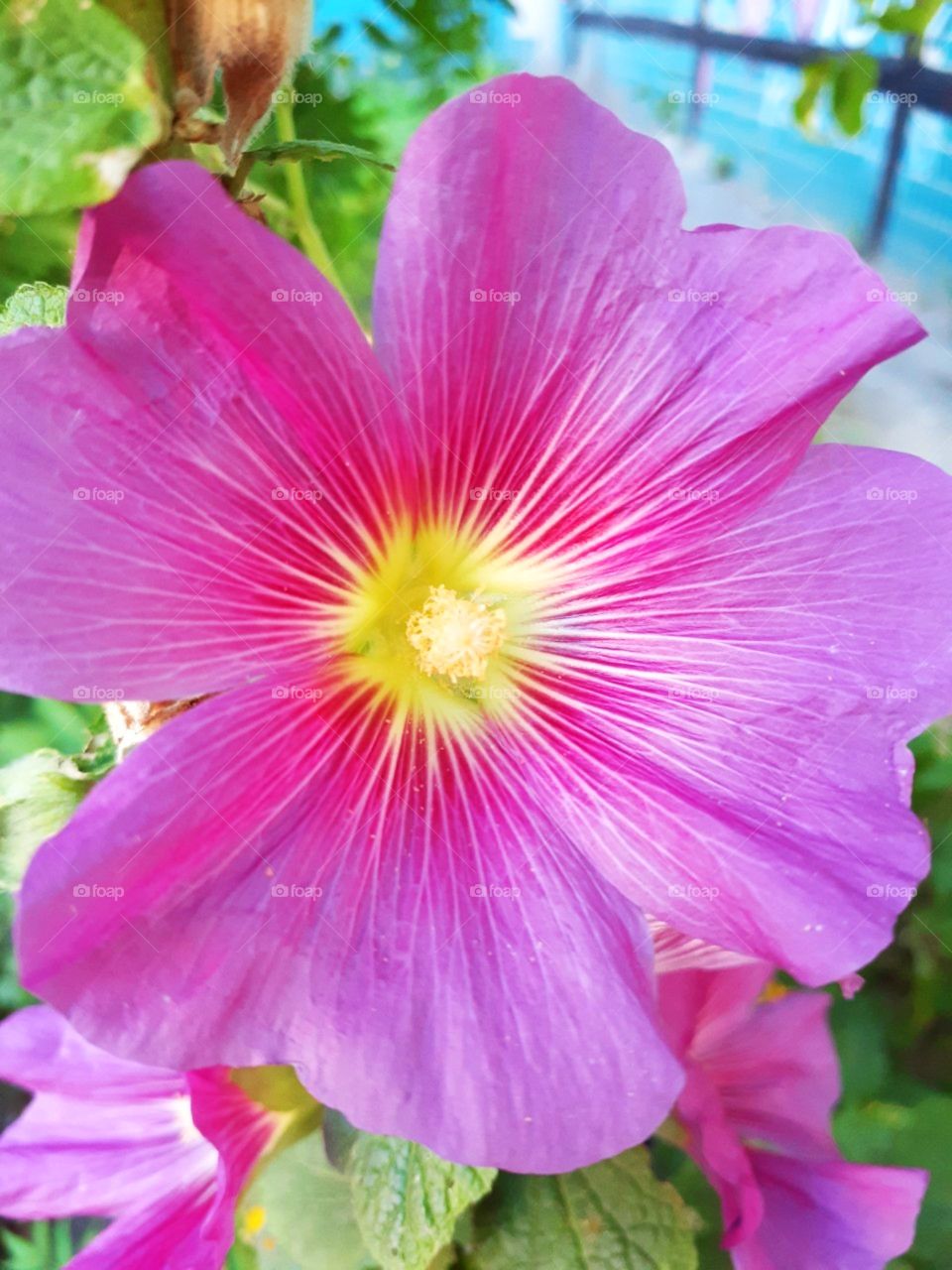 Hollyhock