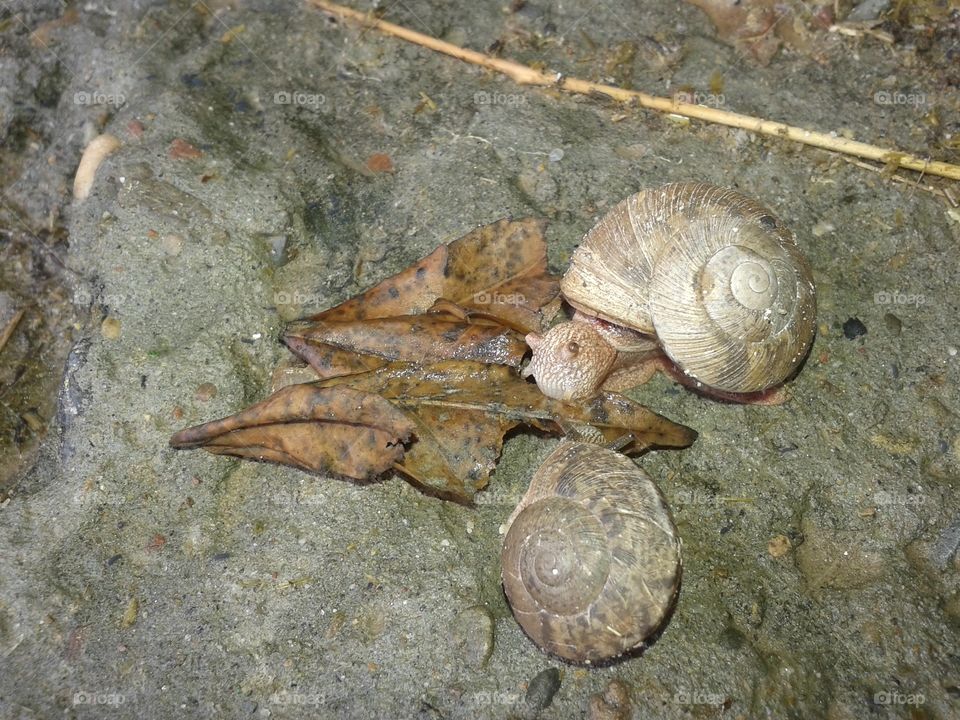 Snails