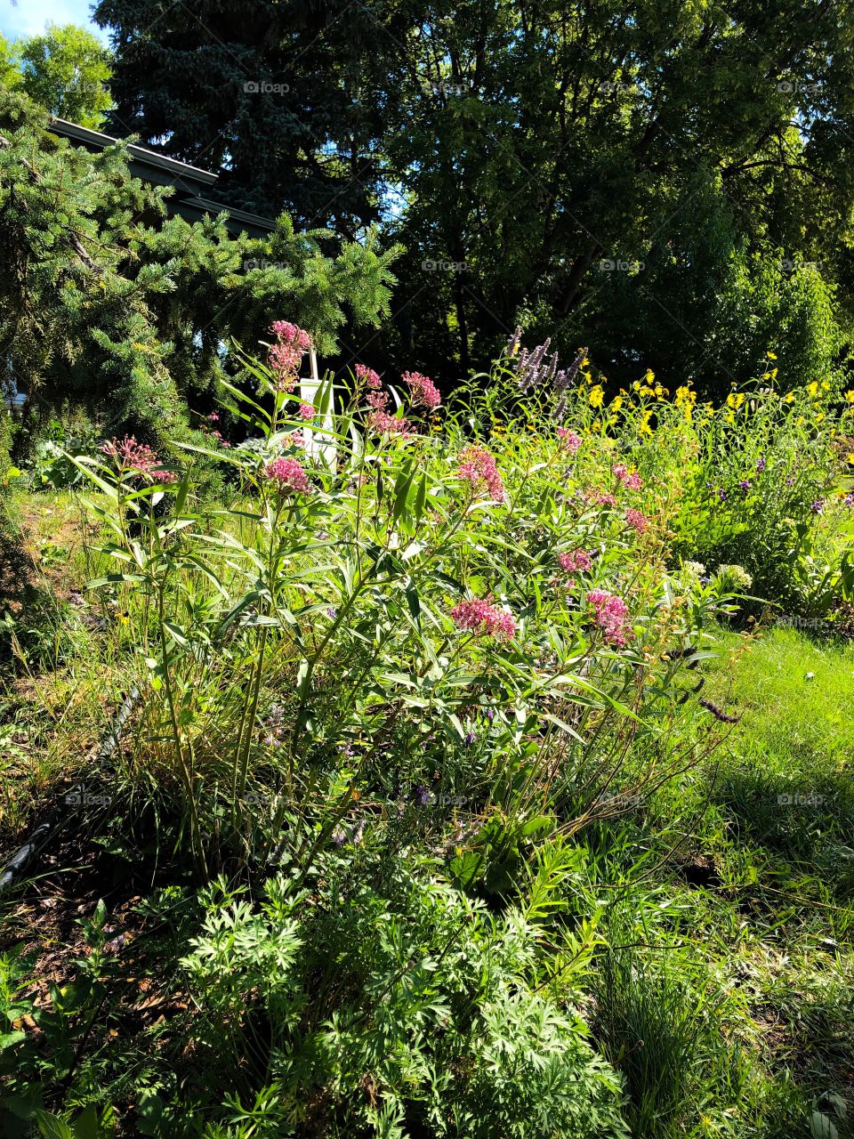 Wildflowers 