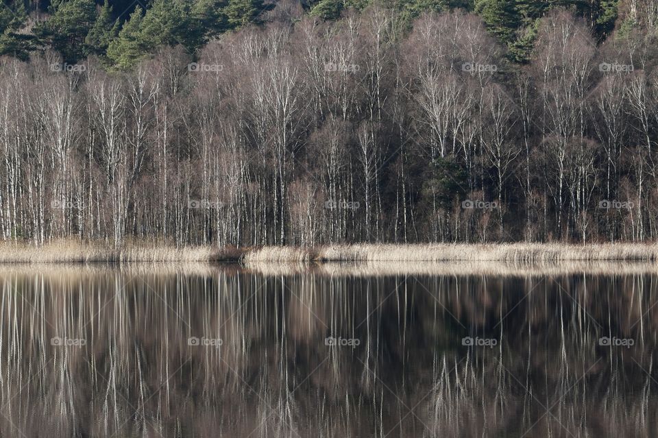 Forest birch reflections on mirror lake in autumn , höst skog björk reflektion spegelblank sjö 