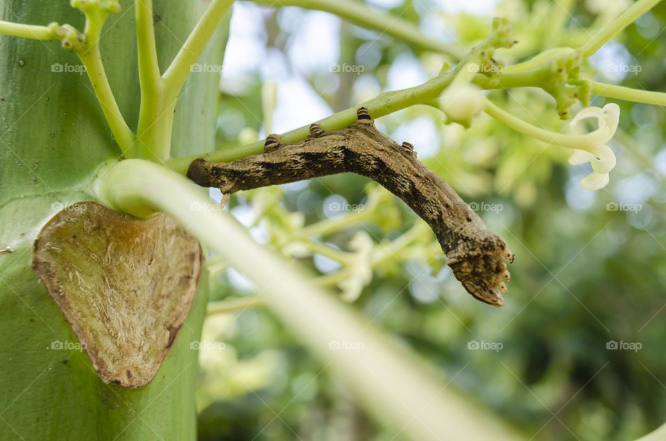 Caterpillar On Papaya Plant