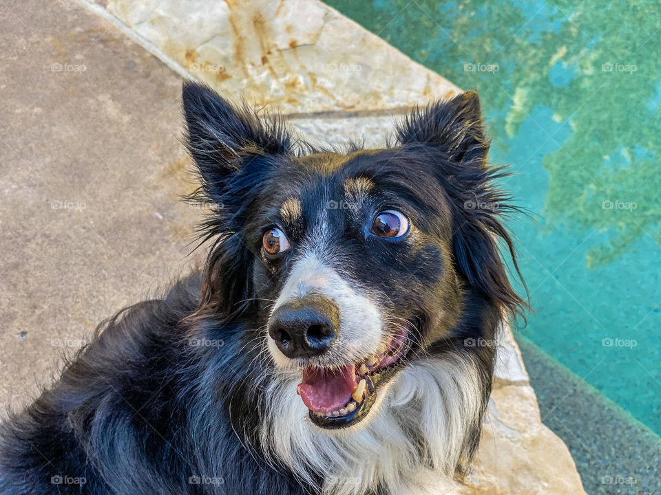 Expressive border collie sitting by a swimming pool looking away 
