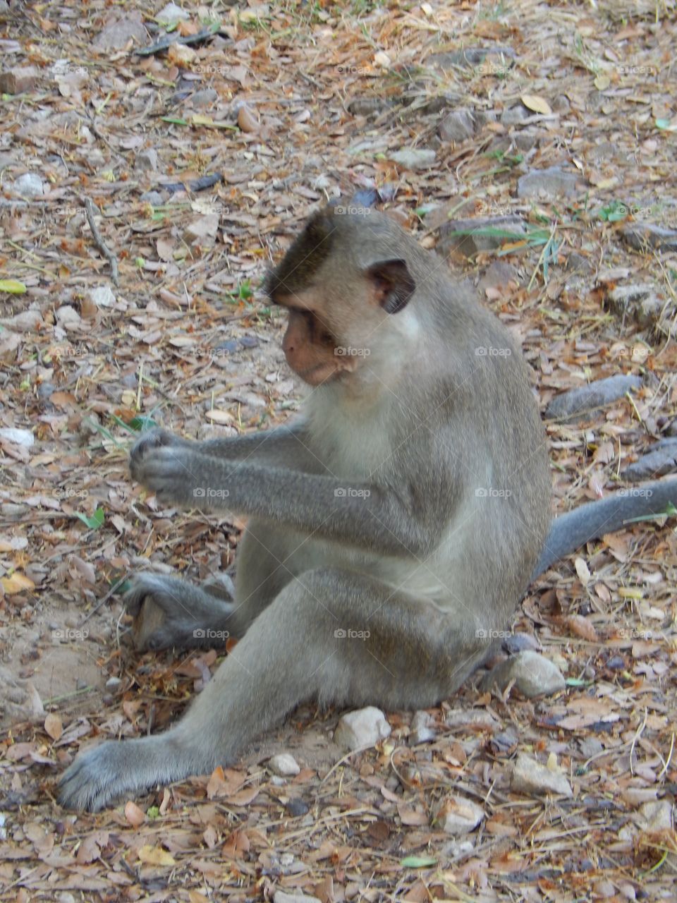Monkeys in Angkor wat in Cambodia 