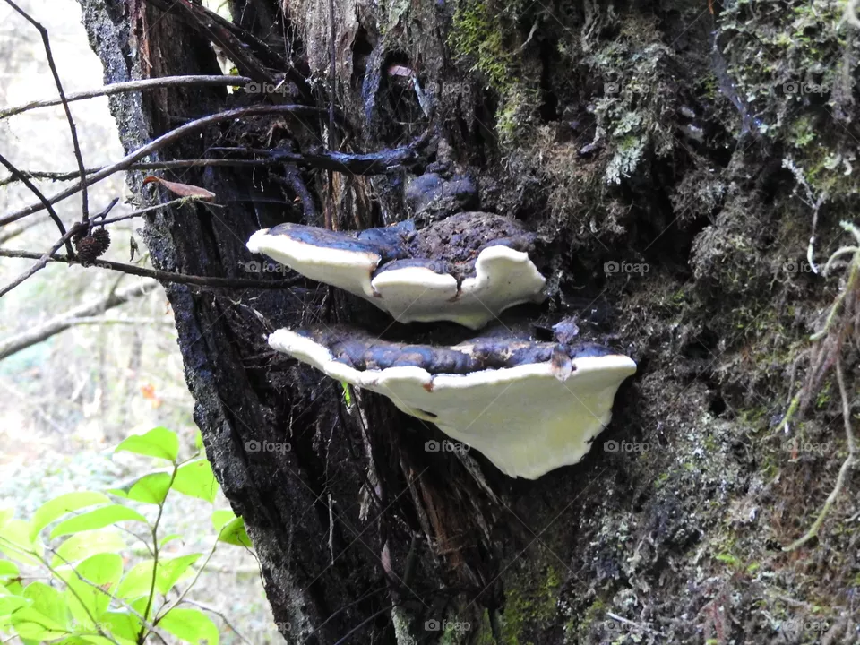 Fungi