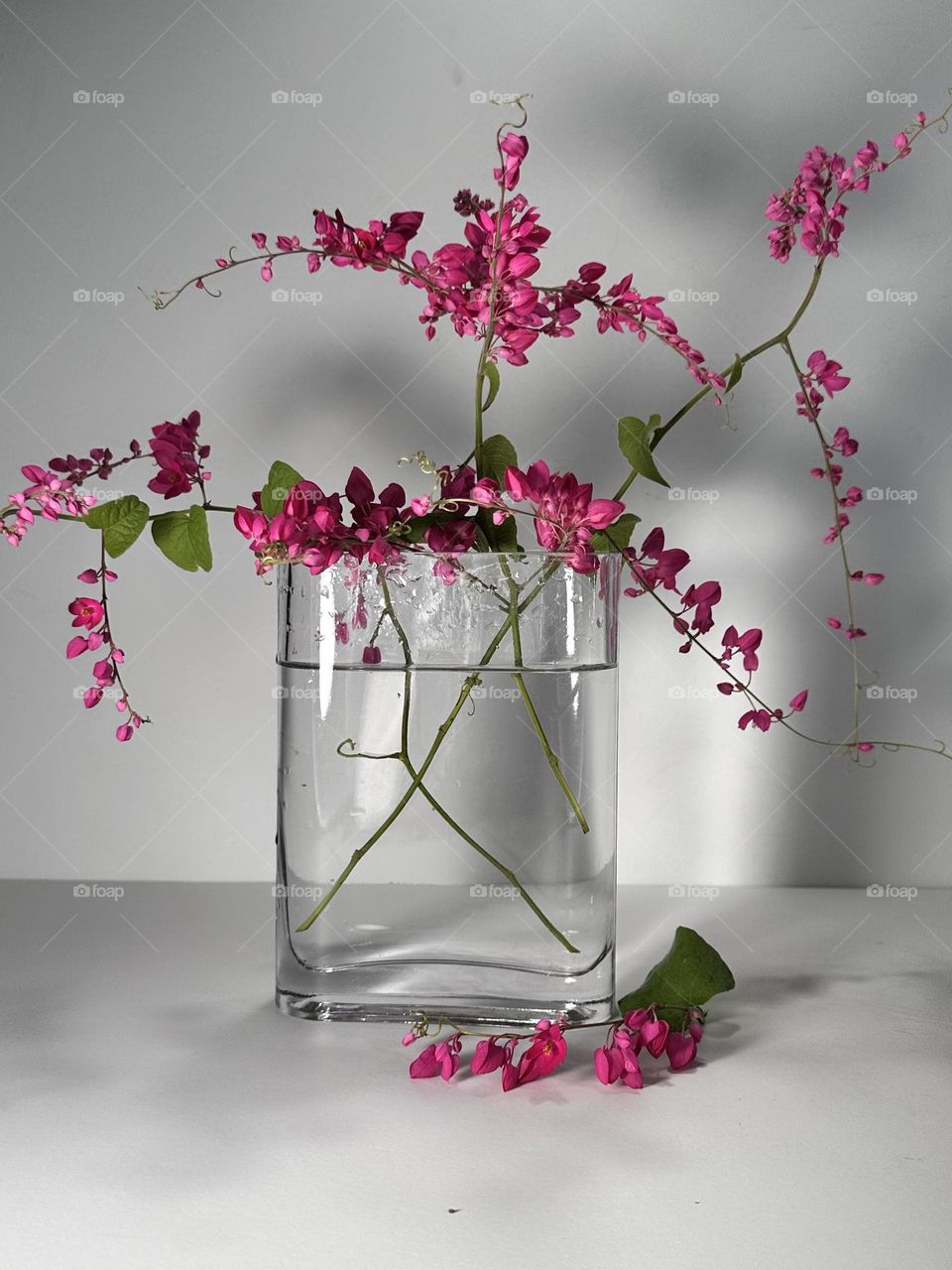 Magenta Mexican creeper vine blossoms in a clear glass vase on a white background 