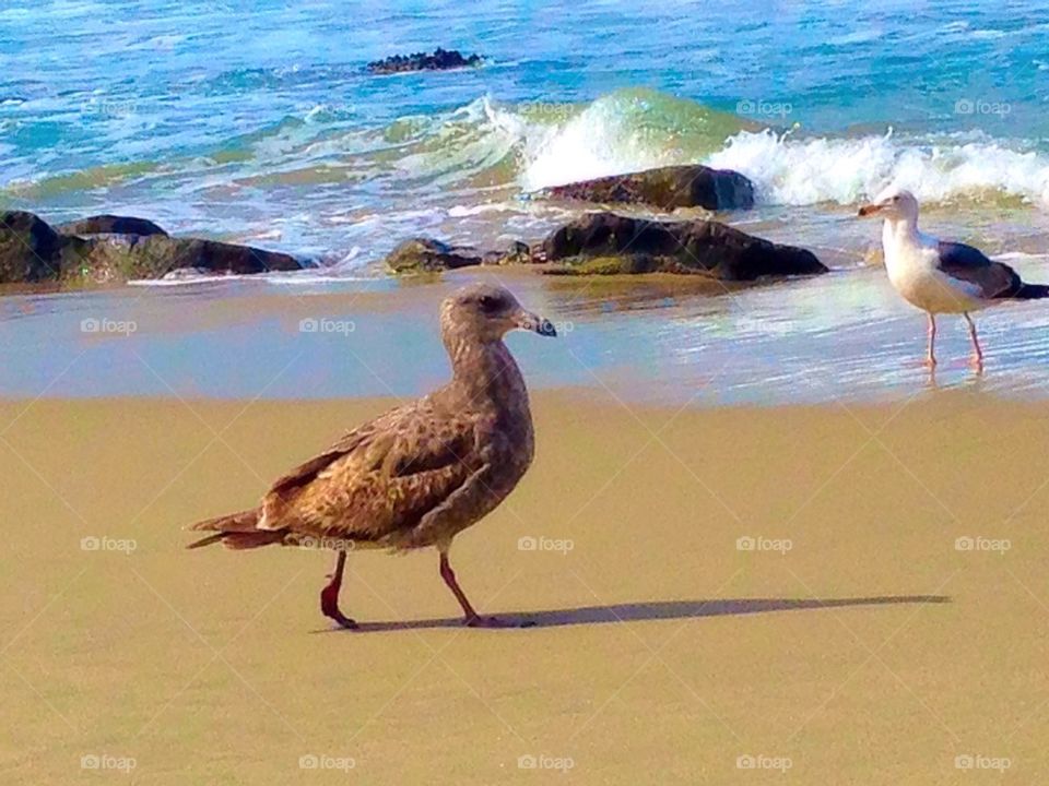 Beach birds
