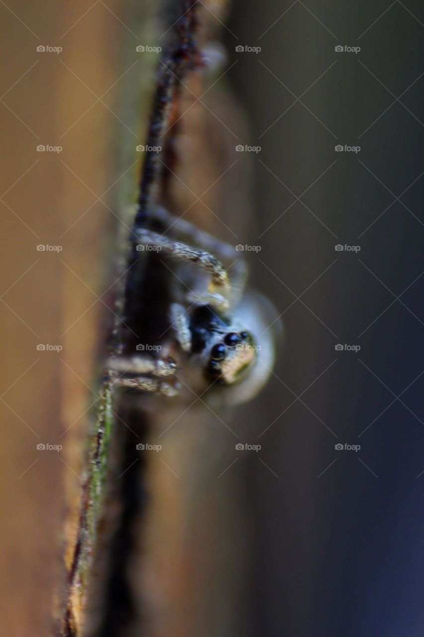 A curios jumping spider.