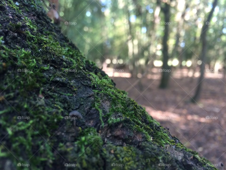 Moss on branch
