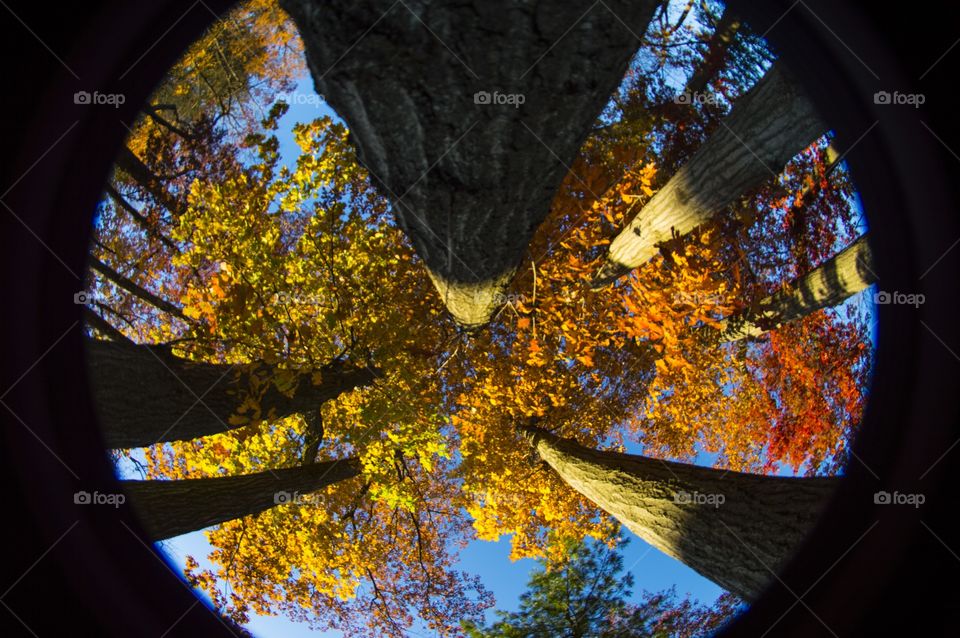 An up view of fall 