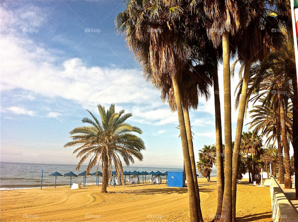 beach summer palm trees by lgt41