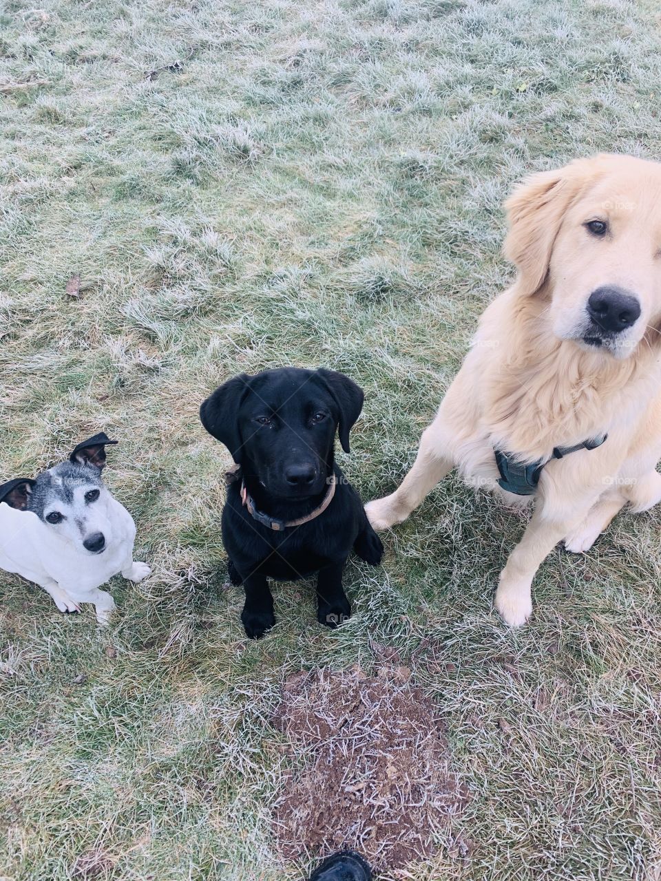Three amazing dogs