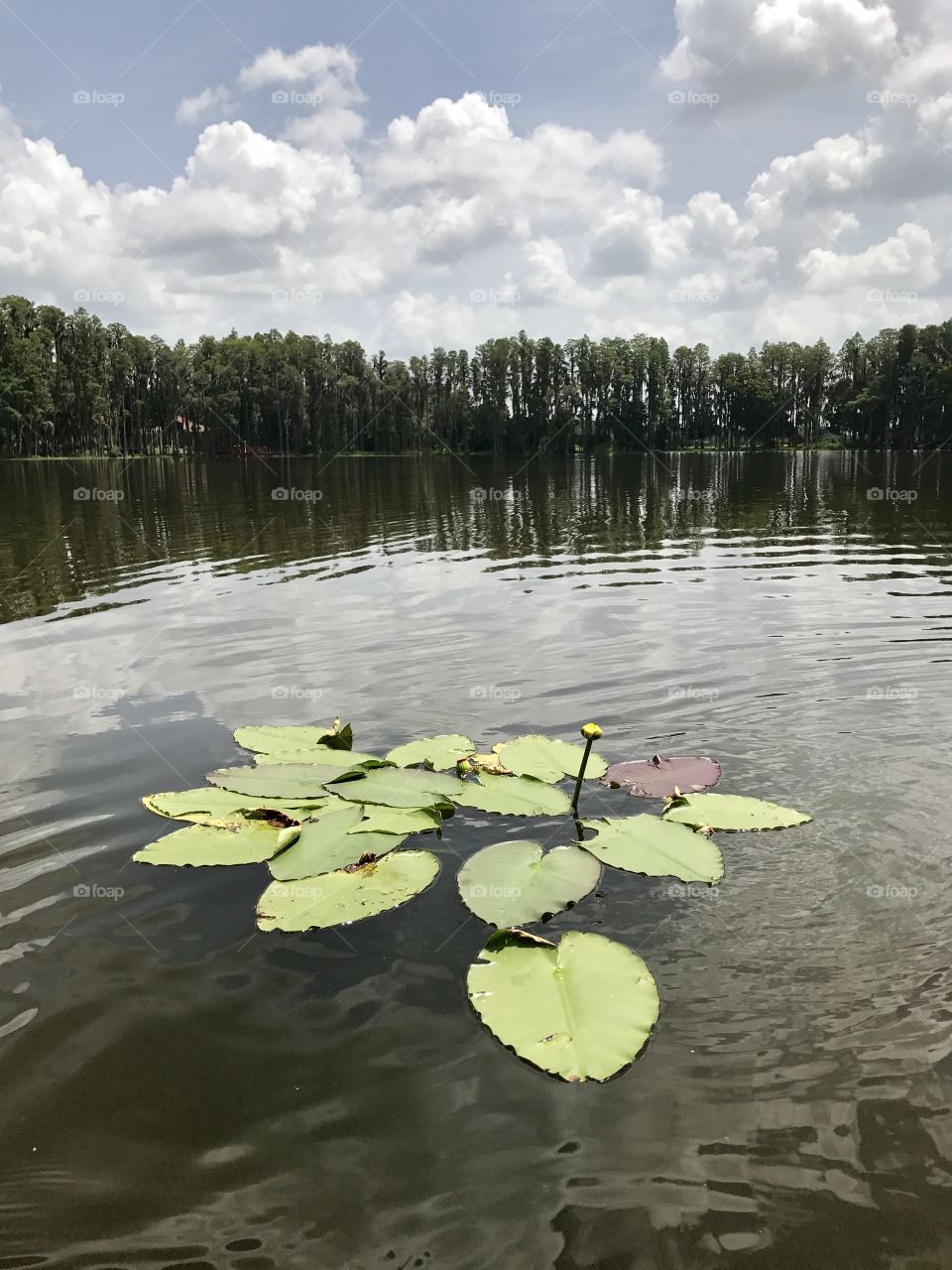 Lily pads