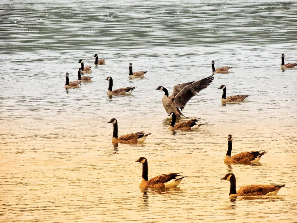 Flight - Geese on the Lake