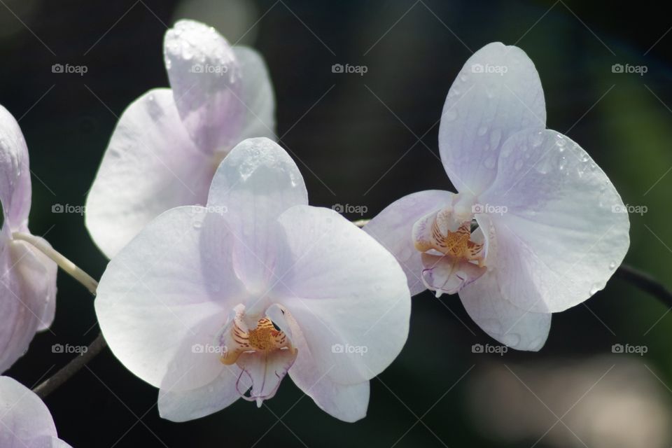 White Orchids