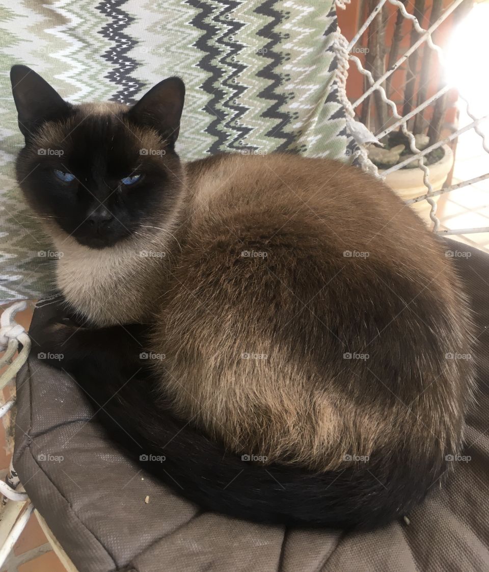 Our cat, Mimi, and his uncomfortable look at being woken up.  But he is a good friend! / Nosso gato, o Mimi, e seu olhar incomodado por ter sido acordado. Mas ele é um bom amigo